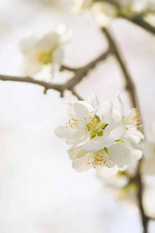 a white blooming flower on a nch in the sun