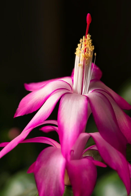 a pink flower with white petals and a red stamen