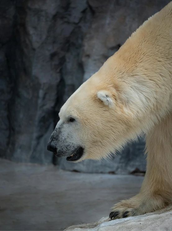 an polar bear is walking around on the snow