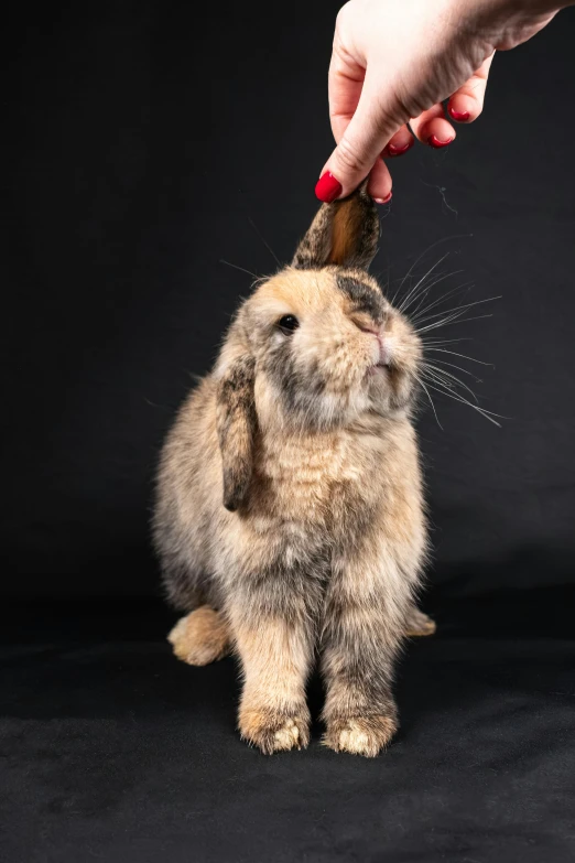 someone is feeding the small rabbit out of his hand