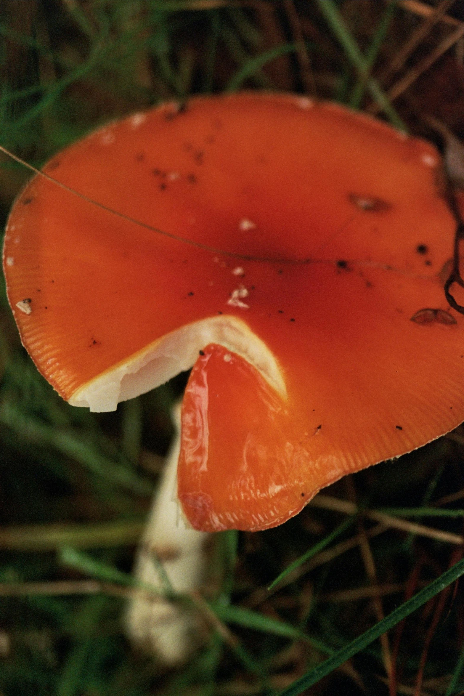 an orange mushroom is on the ground in the grass