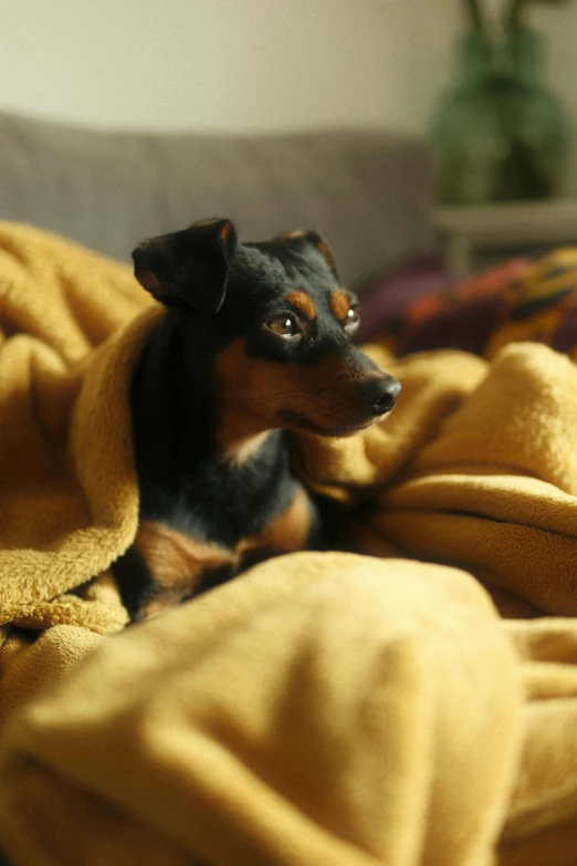a dog looks curiously out from under the blanket