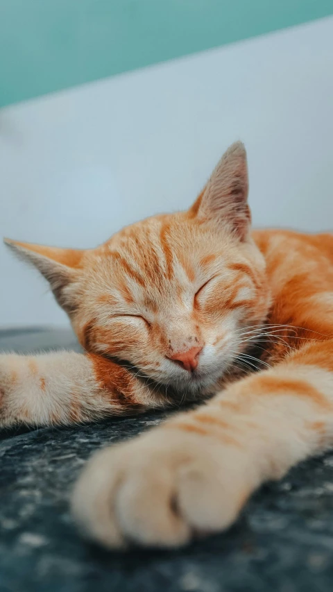 an orange cat laying on the floor sleeping