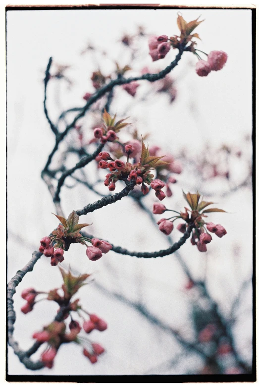 red blossoms in the snow on a tree nch