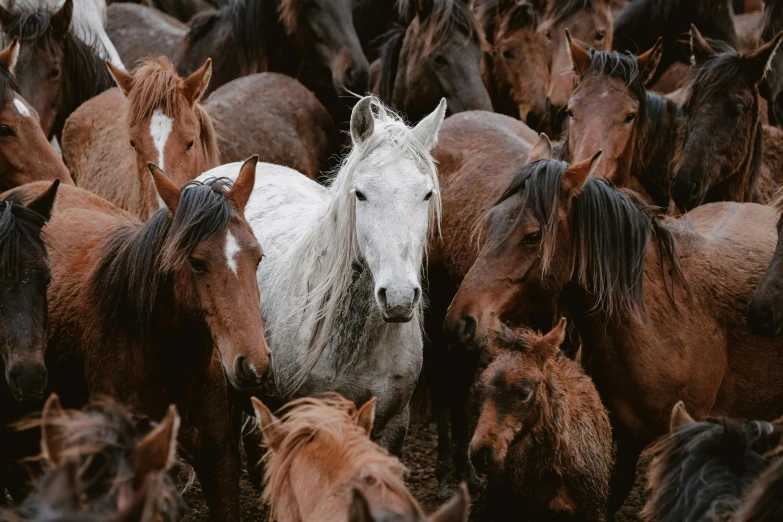 a herd of horses standing around one another