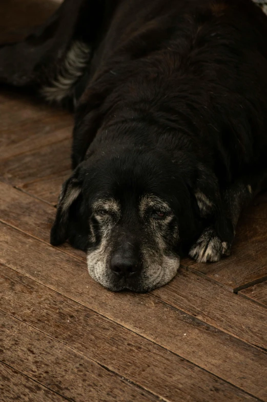 a dog laying down on the floor next to a window