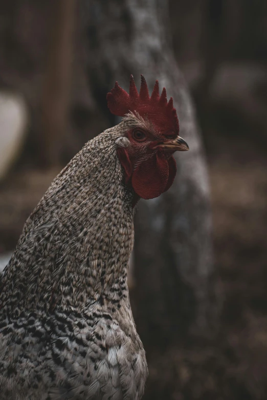 a rooster stands in the middle of a dirt field