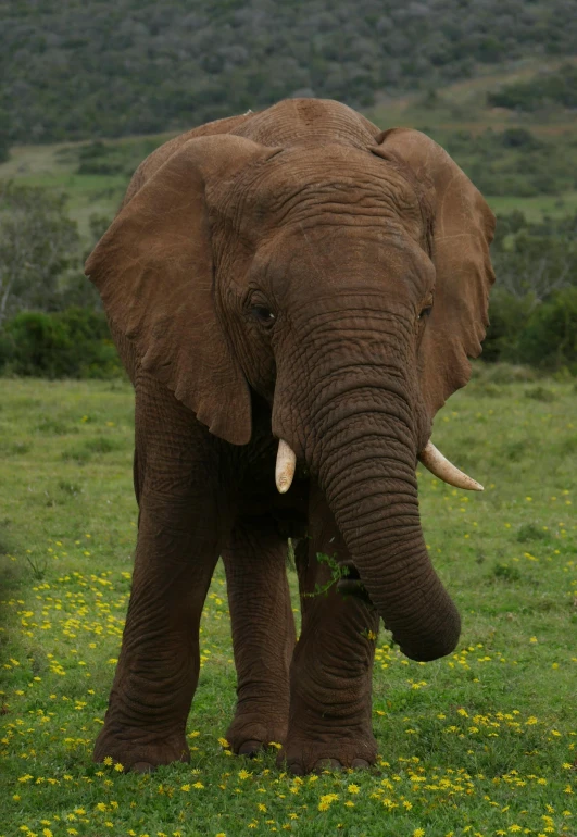 a brown elephant standing on a lush green field