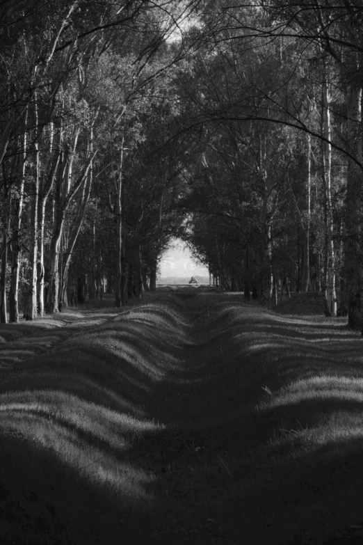 a road running between a group of trees