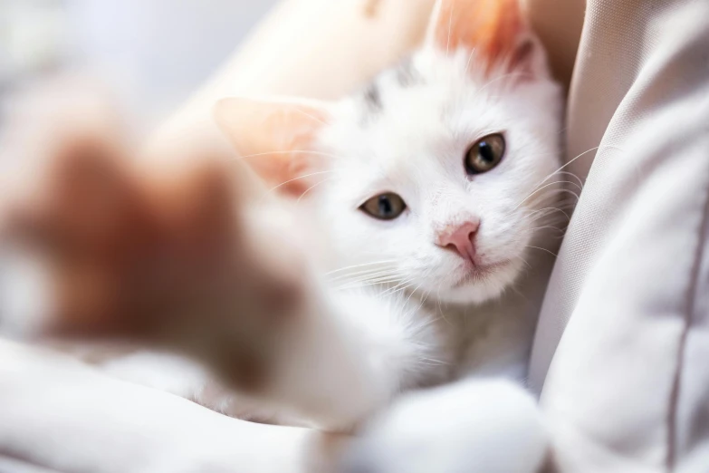 a white cat looking at soing behind its back