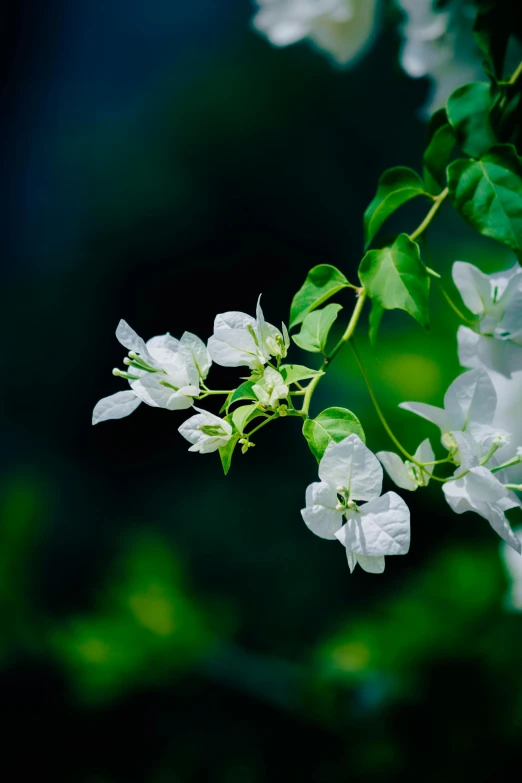 an image of flowers and leaves on a tree nch