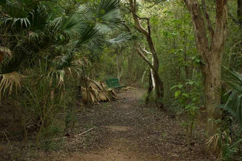 an image of dirt trail in the middle of a forest