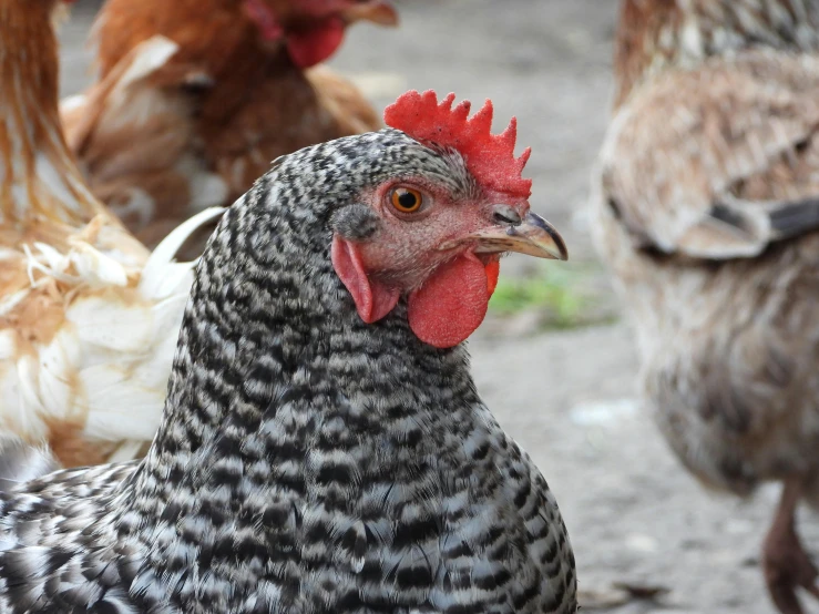 chickens, chickens with red combs and one gray chicken