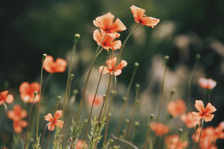 a bunch of flowers that are blooming on top of a lush green field