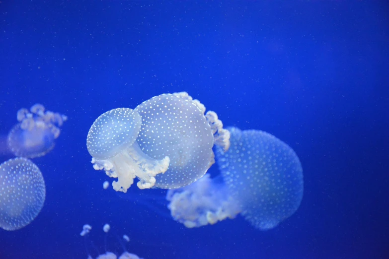 a group of jellyfish in an aquarium