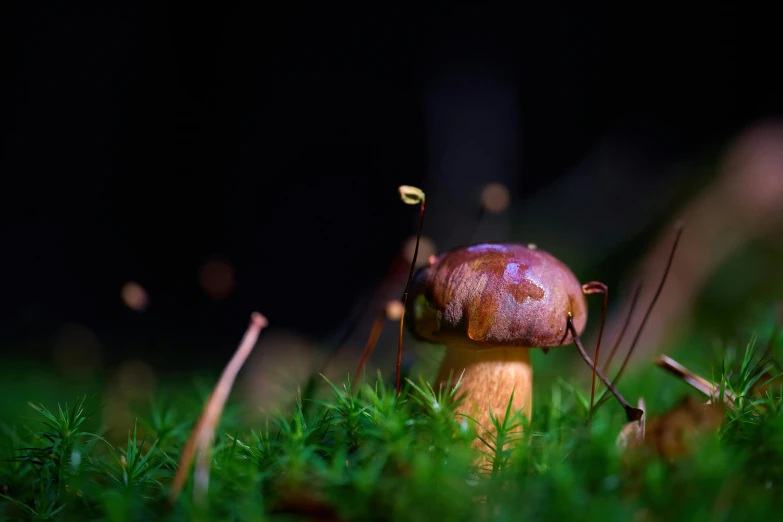 a mushroom that is standing in the grass