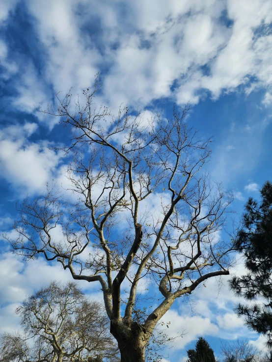 a bare tree with nches without leaves under the cloudy sky