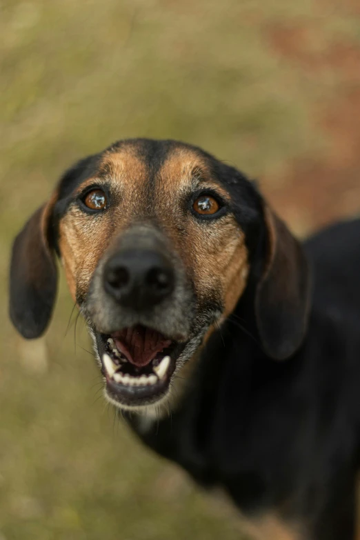 a closeup s of the face of an adult black and tan dog