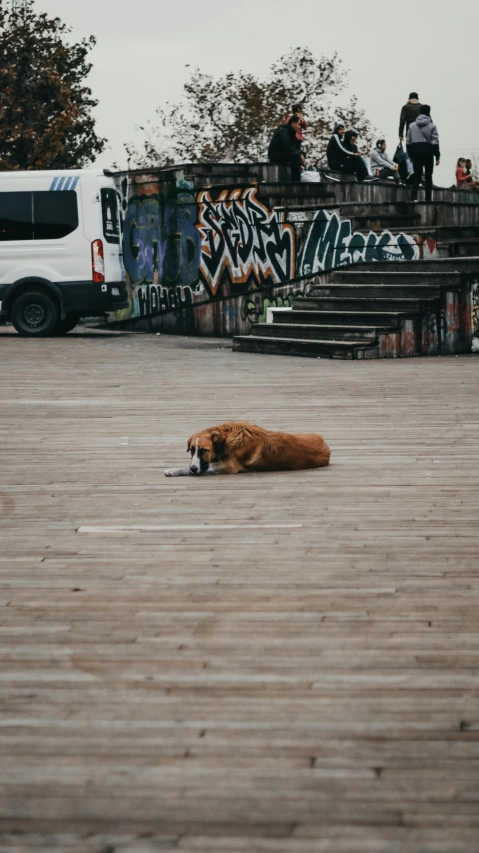 an orange dog laying on the street while people look on