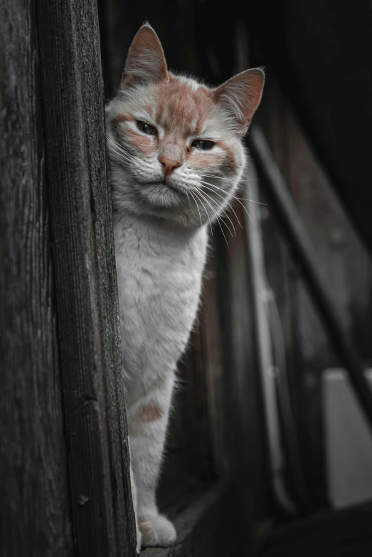 a close up of a cat behind a wooden fence