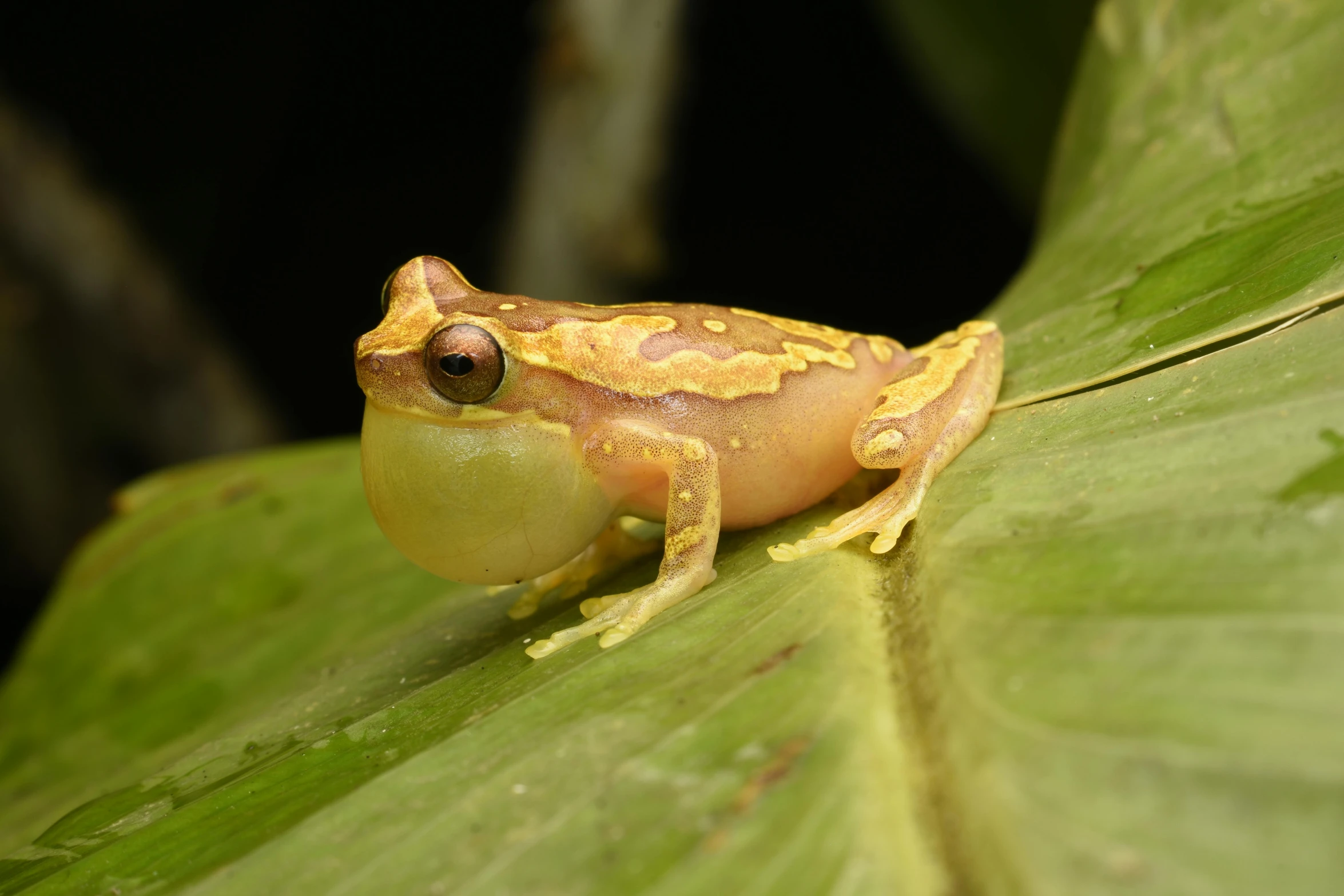 there is a brown and yellow frog sitting on a leaf