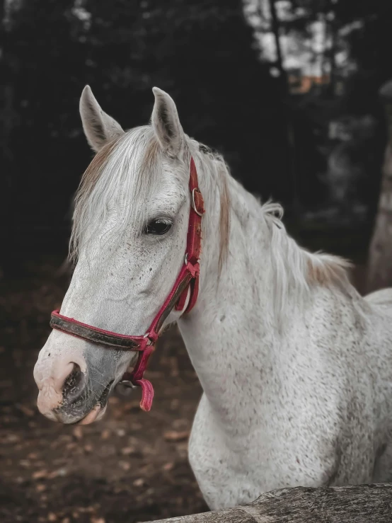 a horse wearing a red bridle looking at the camera