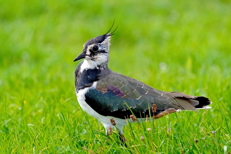 a bird is standing in some green grass