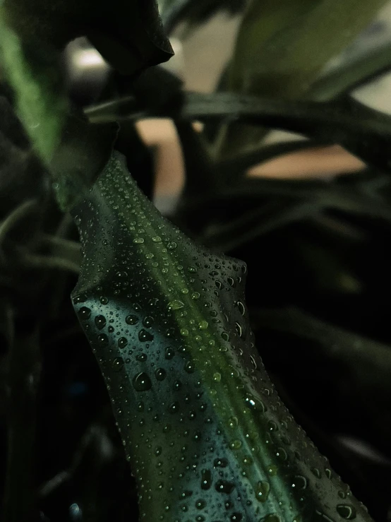 a flower head with drops of water on it