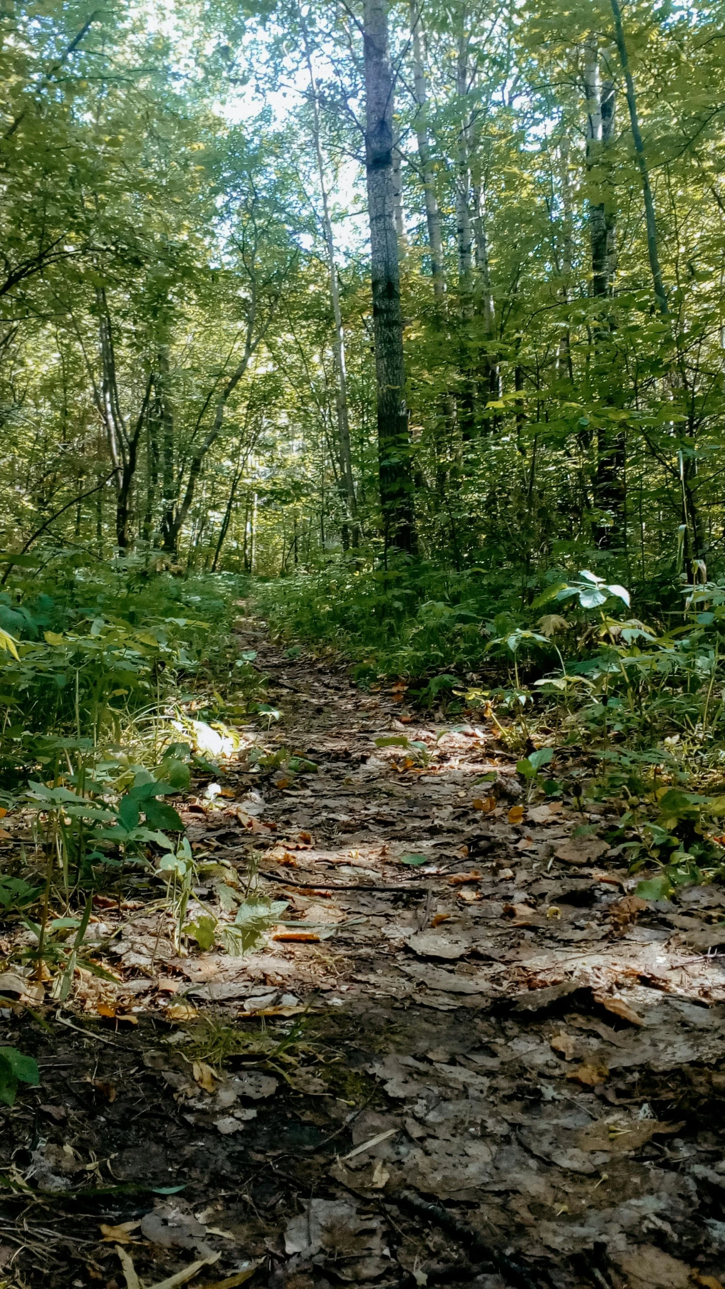 a path winds through a forest on a sunny day