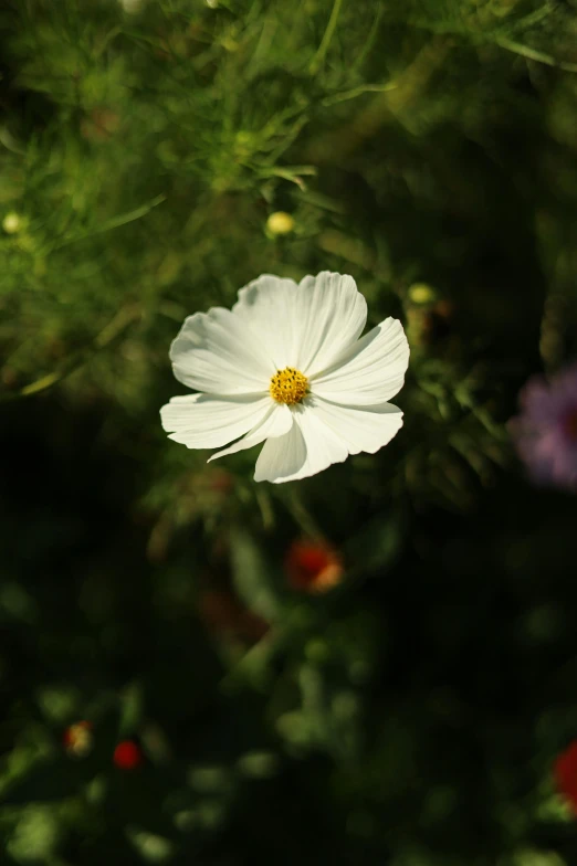 a white flower sitting on top of some green grass