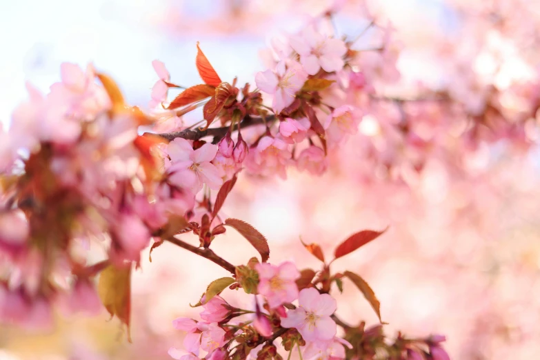 small pink flowers hang from a tree nch