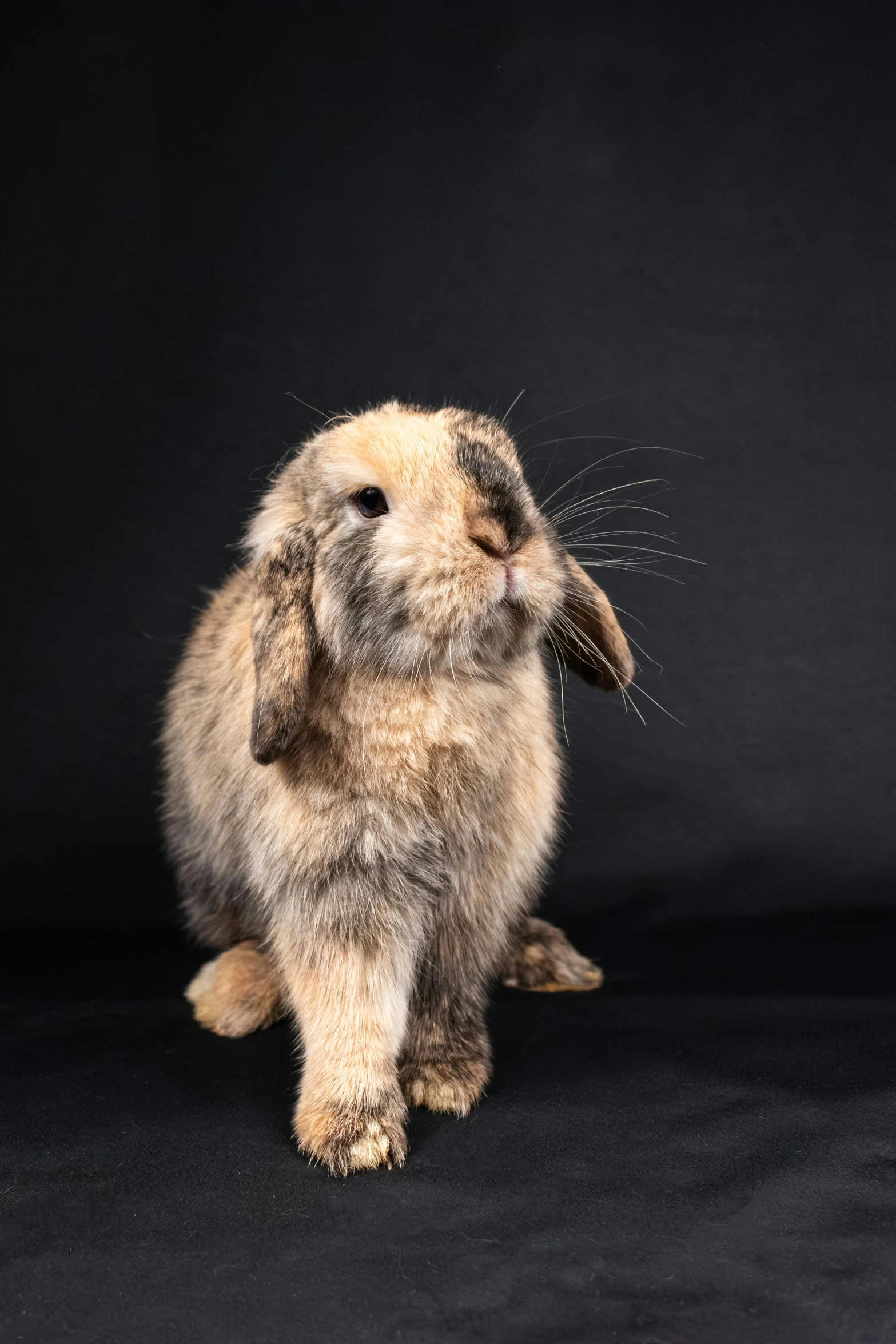 a rabbit sits on the ground while looking up at its owner