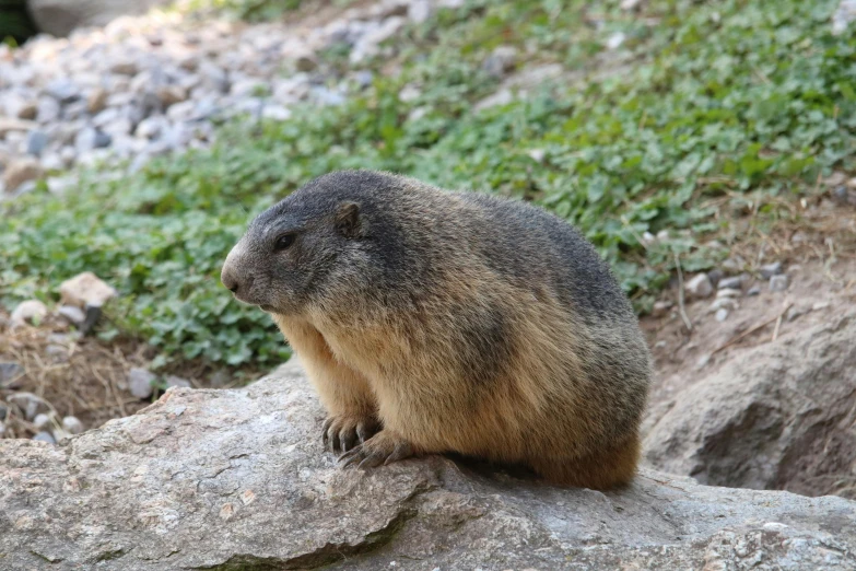 a groundhog stands on some rocks and has his front paws on the rock