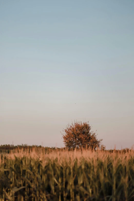 a lone tree in a field next to tall grass