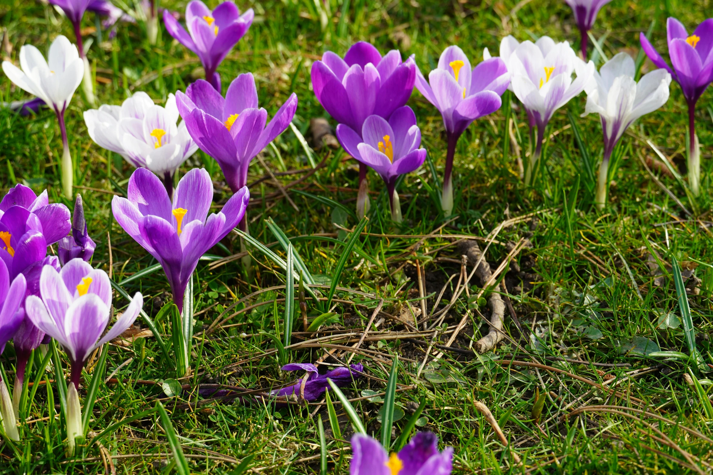 a bunch of purple and white flowers in a field