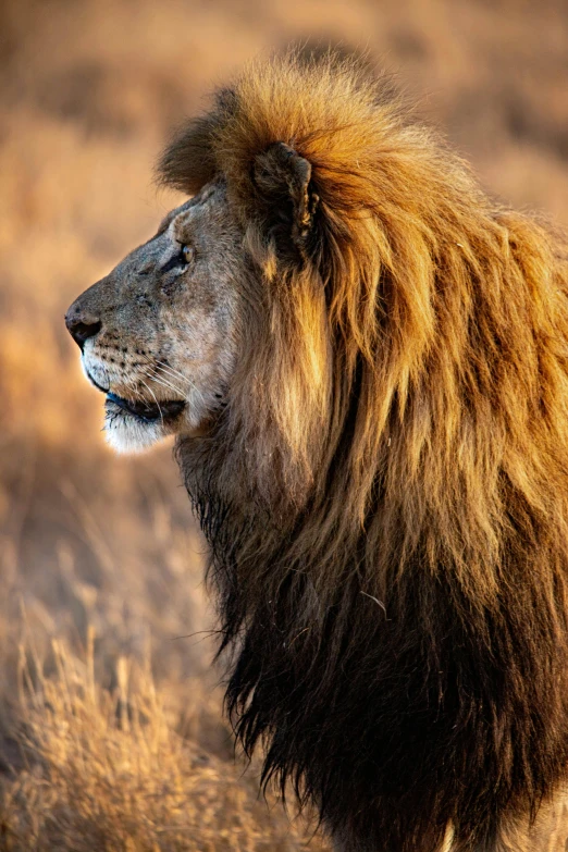 a lion standing in a field with its head down