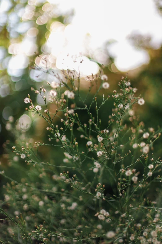 some little white flowers with water drops on it