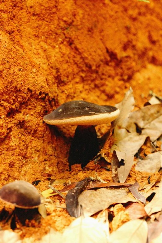 a tiny mushroom with lots of dirt around it