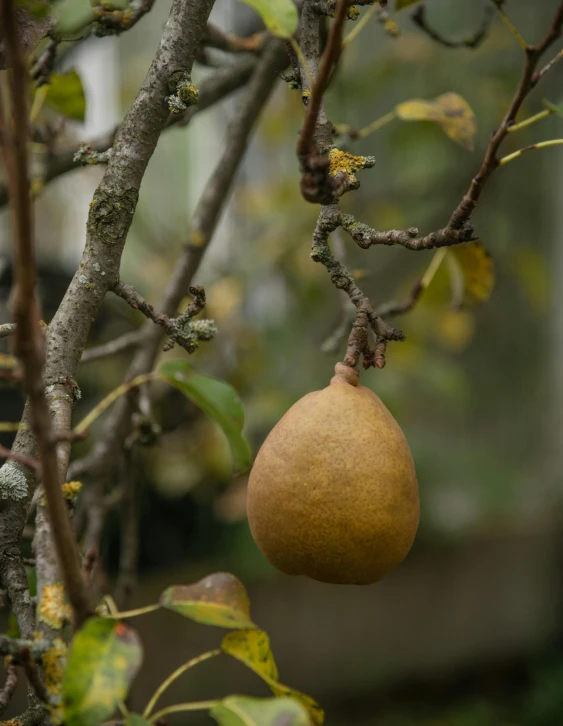 the fruit is hanging from the tree nch