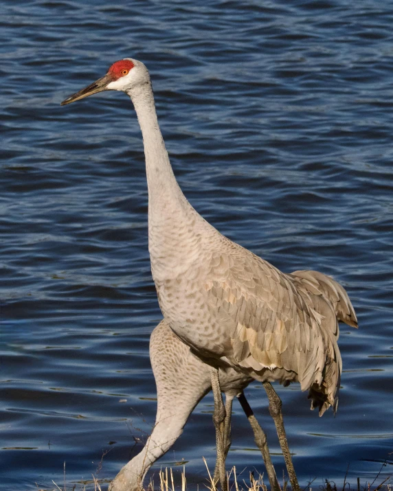 a big duck walking on a body of water