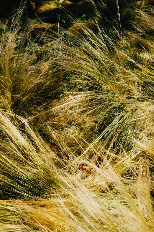 a black and white po of a grassy area