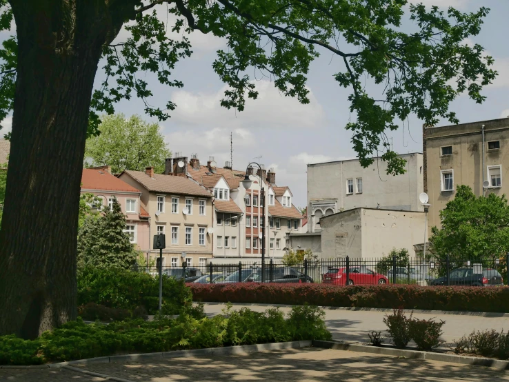 a big tree by the buildings