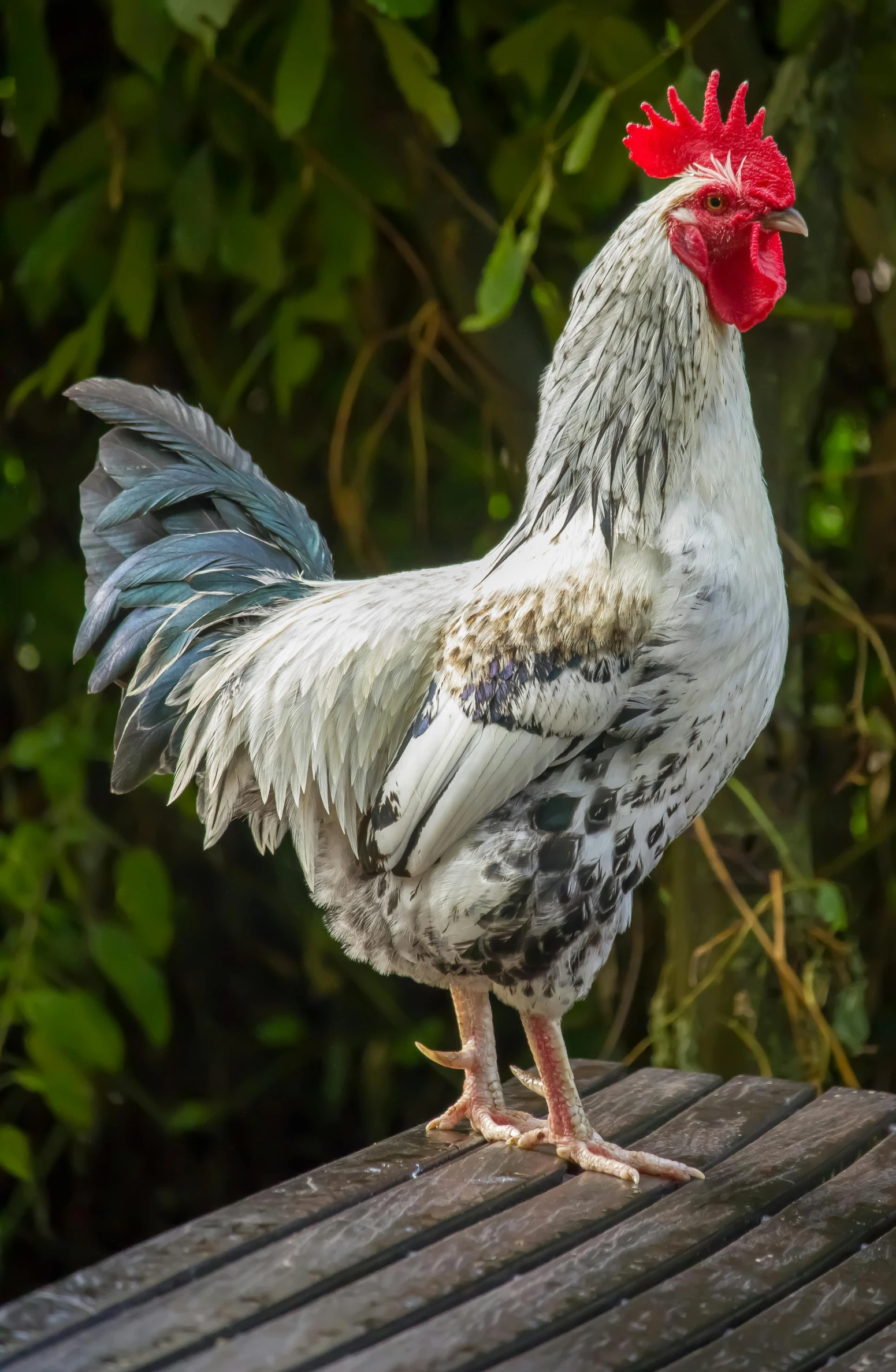 a white rooster with red comb standing on wooden boards