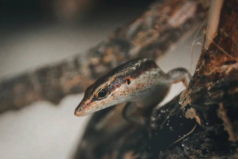 a lizard sitting in a corner and looking back