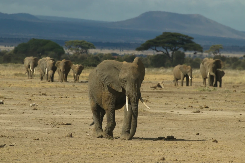 a herd of elephants grazing on dry land