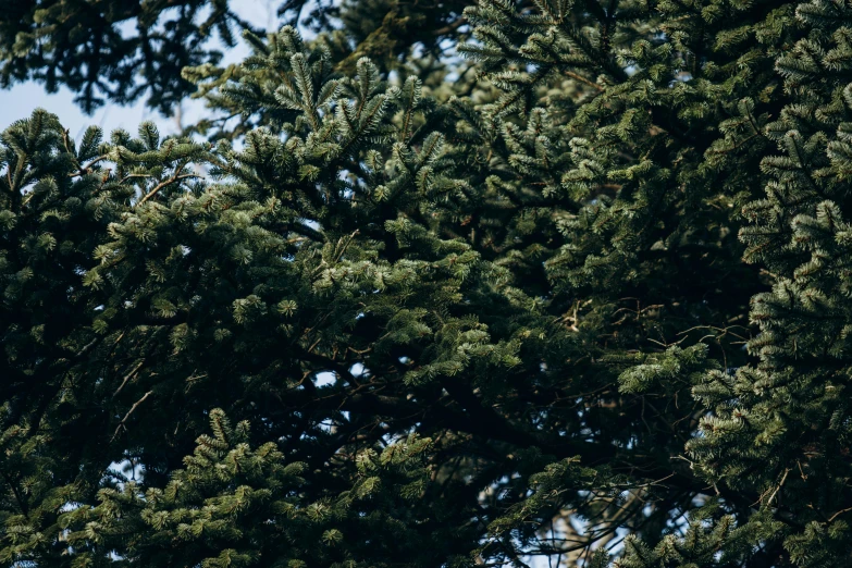 a clock hanging from a tree next to some other trees