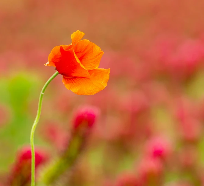 there is a flower that is in the foreground and blurred in the background