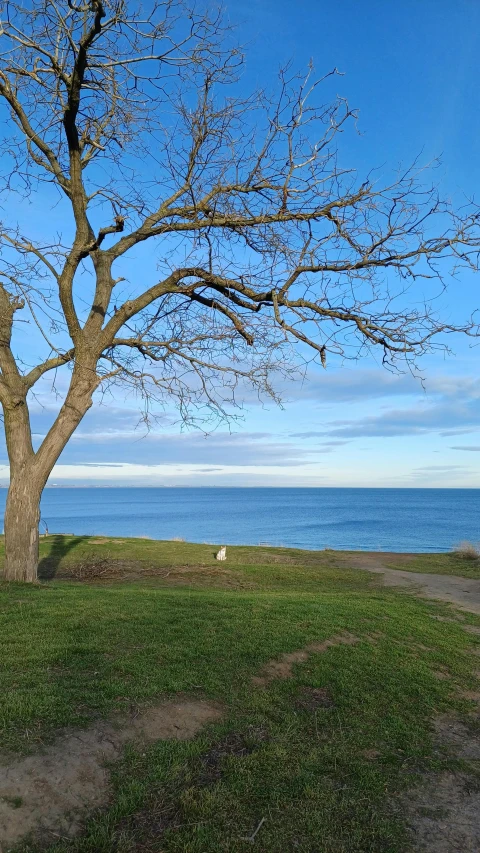 trees that are standing in the grass near the water