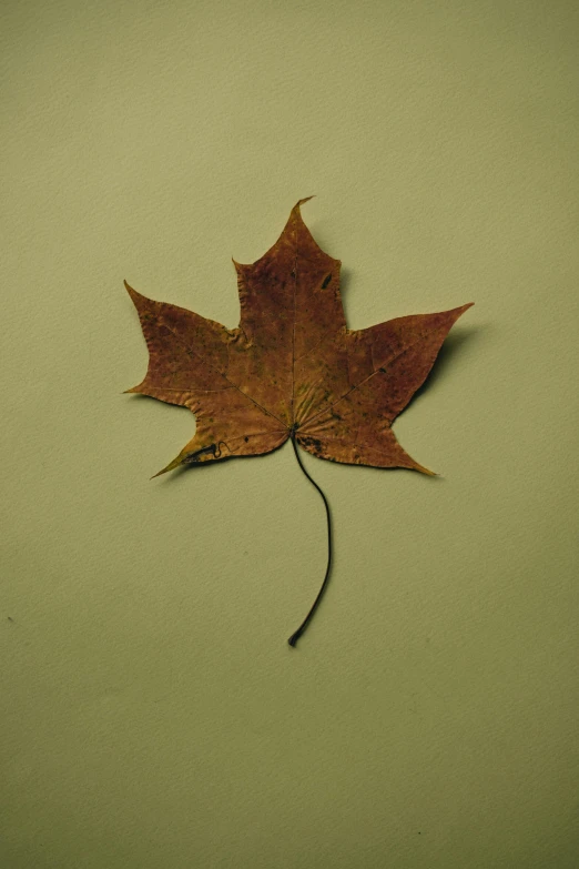 a single leaf lying on the ground