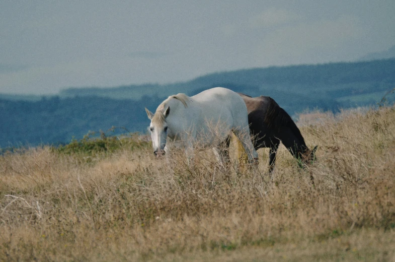 two horses are standing in the grass by a hill